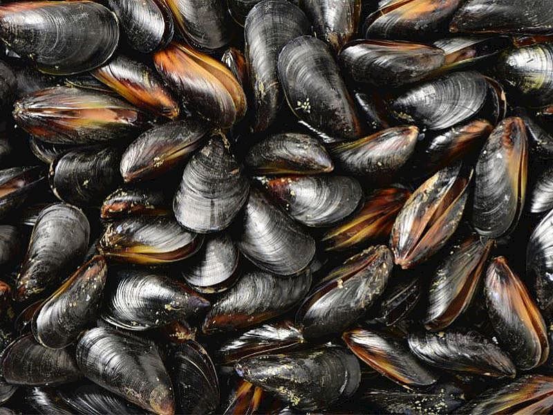 1 Kilo Midye Dolma Kaç Adet Olur?