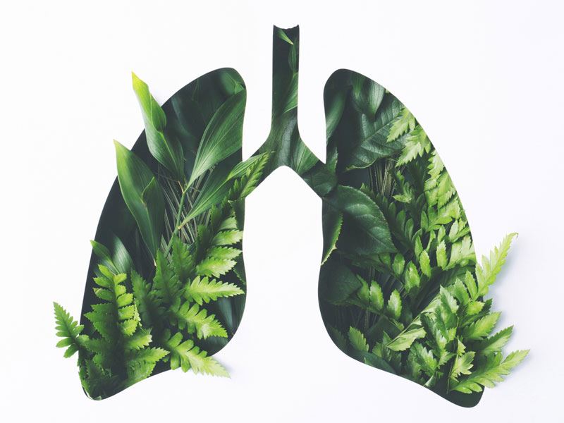 Akciğerleri Güçlendiren 20 Farklı Besin