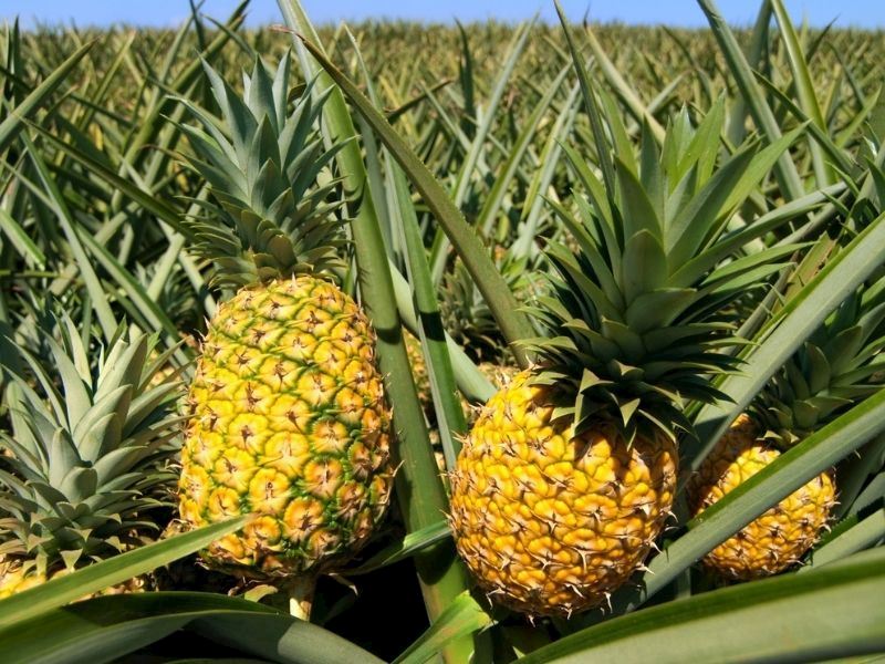 Ananas Hangi Mevsimde Yetişir?