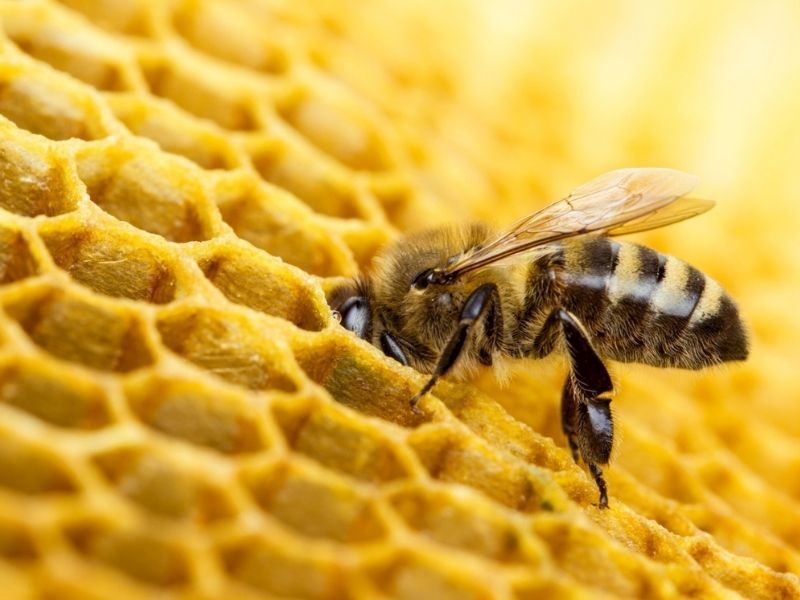 Arıların Faydaları Ne? Arılar Olmasa Ne Olurdu?