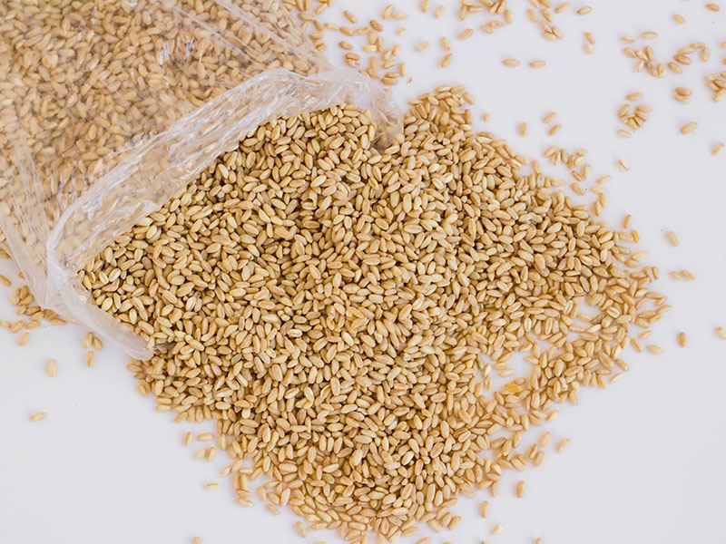 Aşurelik Buğdaydan Ekmek Yapılır Mı?