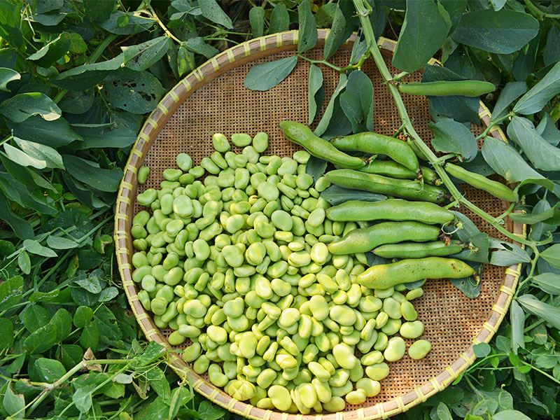 Bakla Neden Unlu Suya Konur?