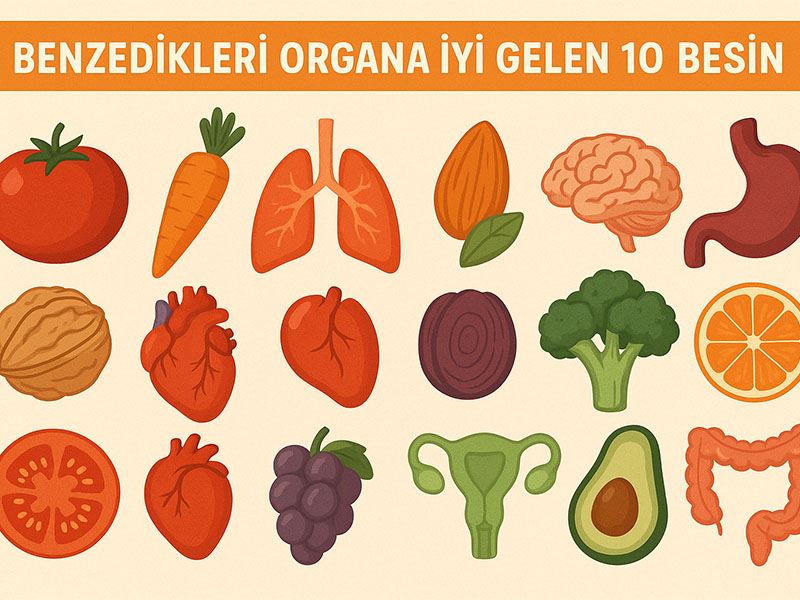 Benzedikleri Organa İyi Gelen 10 Besin