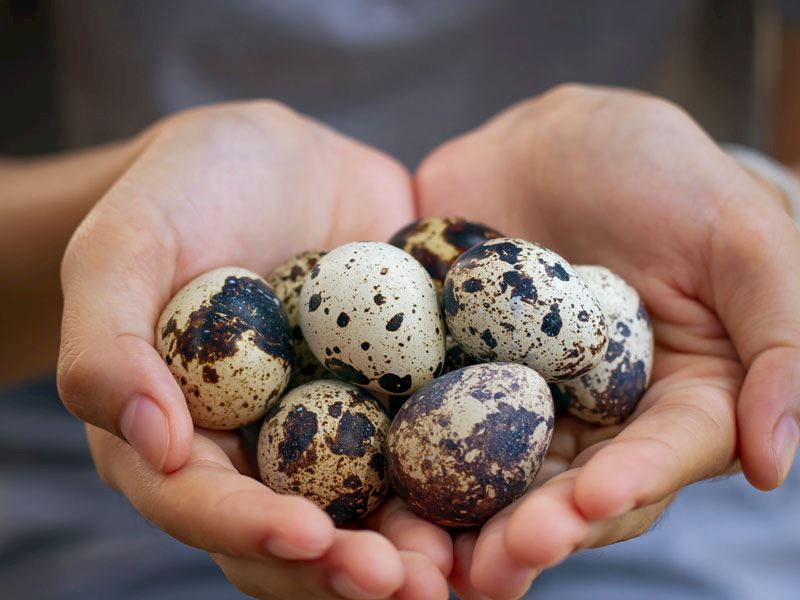 Bıldırcın Yumurtası Hakkında Bilmeniz Gereken 10 Gerçek