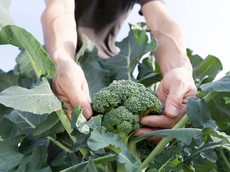 Brokoli Hasadı Nasıl Yapılır?
