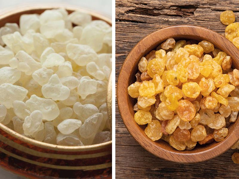 Çam Çakızı Ve Damla Sakızı Aynı Şey Mi? 