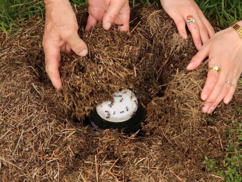Yıldızlı Restoranda Karınca Yoğurdu Şaşırttı