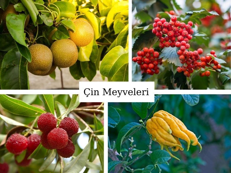 Çin Meyveleri: En Sağlıklı 15 Egzotik Meyve