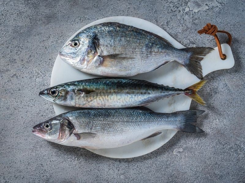 Çipura Hangi Balığın Büyüğüdür? 