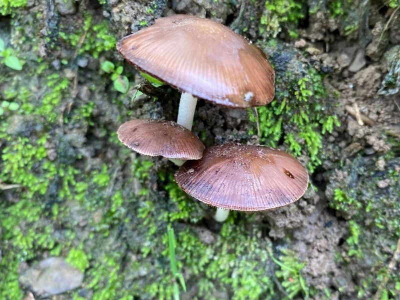 Doğada Yetişen Mantarlara Dikkat: Zehirleyebilir