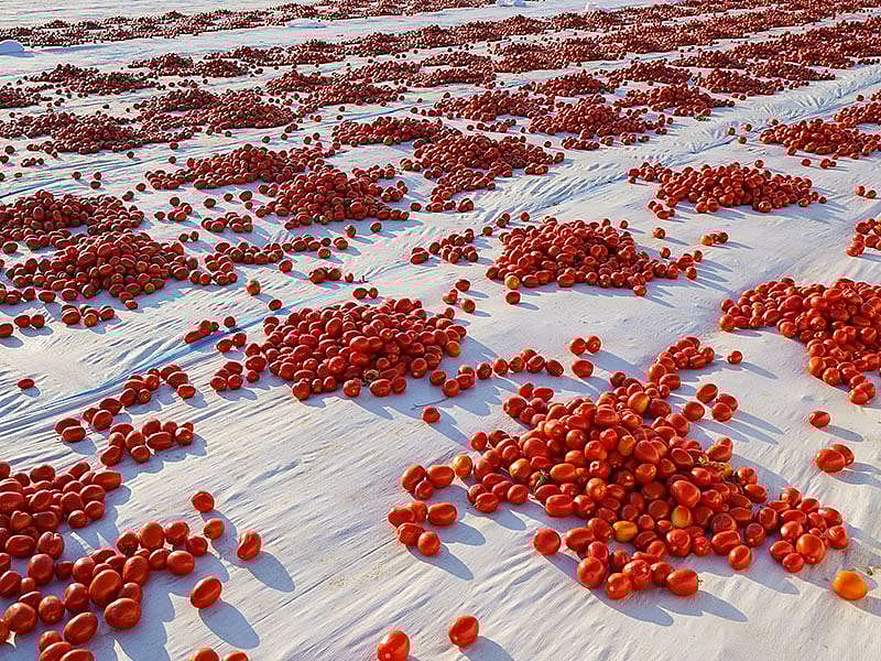 Domates Güneşte Mi Kurutulur Gölgede Mi?