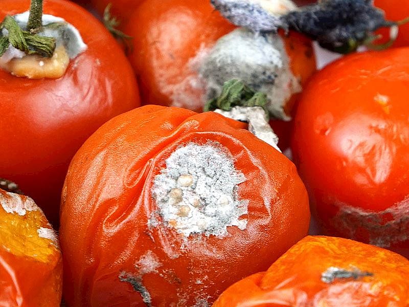 Domatesin Çürümemesi İçin Ne Yapmak Gerekir?