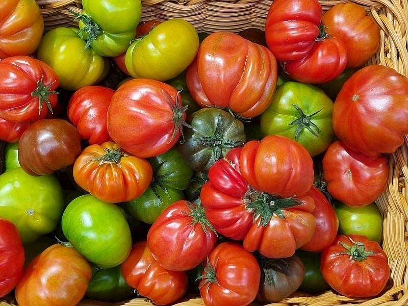 Domateslerin Kumlu Dokuda Olmasının Nedeni Buymuş