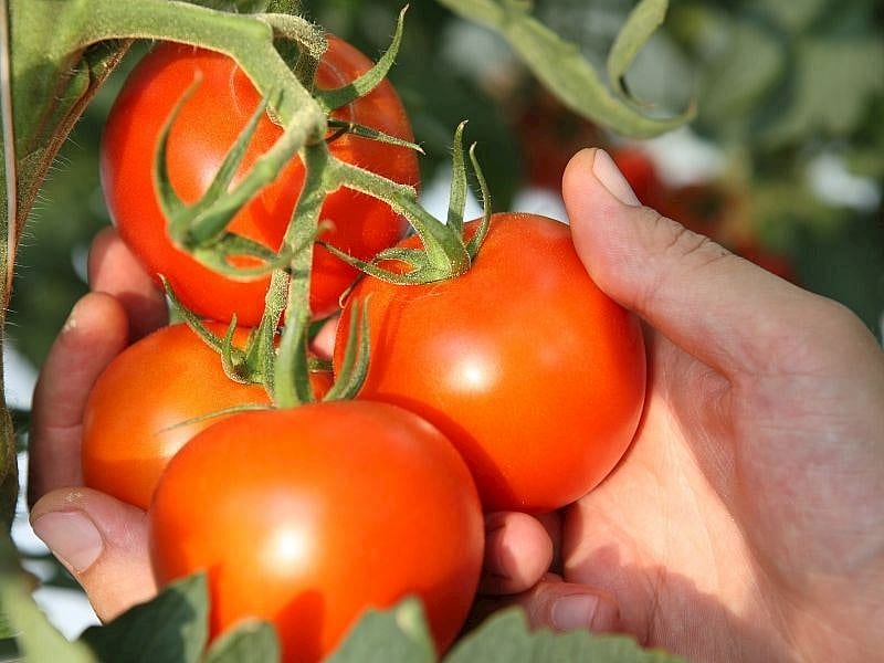 Dünyanın En Dikkat Çeken Domatesleri Açıklandı: Listede Türkiye de Var