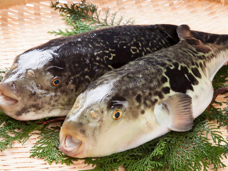 Dünyanın En Tehlikeli Yemeği: Japon Usulü Fugu