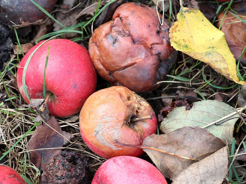 Elmaların Kurtlanmaması İçin Ne Yapmalı?