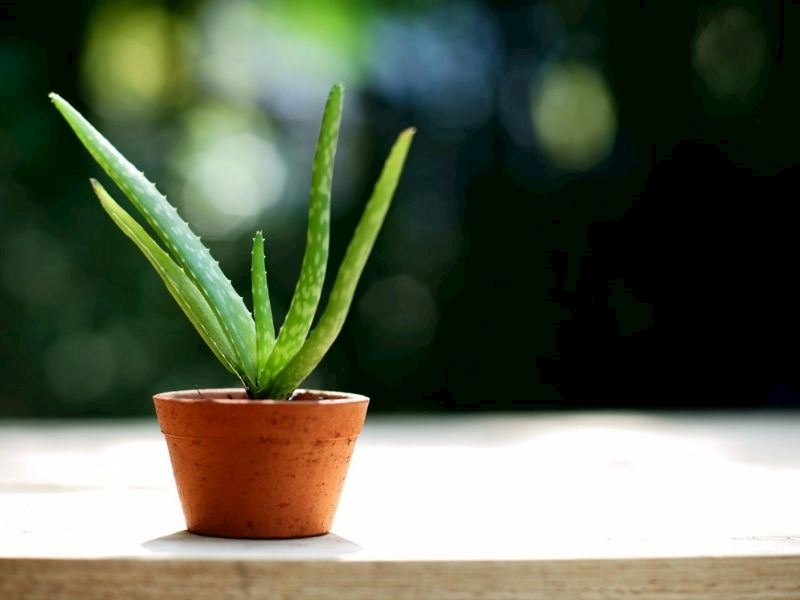 Aloe Vera Nasıl Bakılır: 10 Adımda Evde Aloe Vera Bakımı