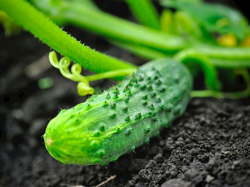 Evde Salatalık Nasıl Yetiştirilir?