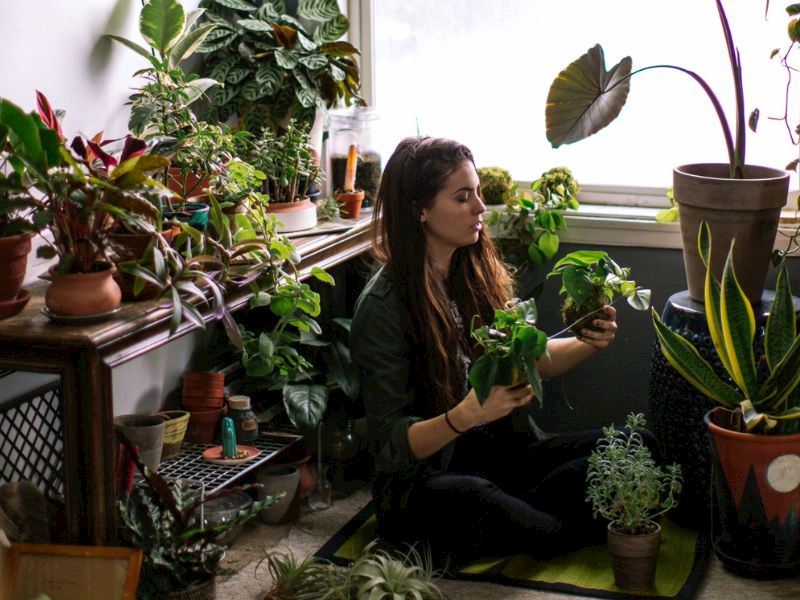 Evde Yetiştirilen Zehirli Bitkiler: 10 Tehlikeli Ev Bitkisi