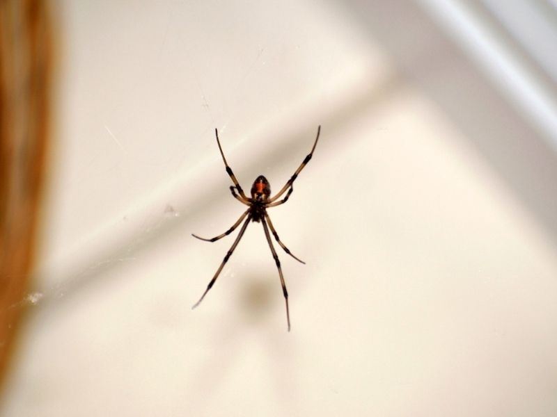Evdeki Örümceklerden Kurtulmanın 10 Doğal Yolu