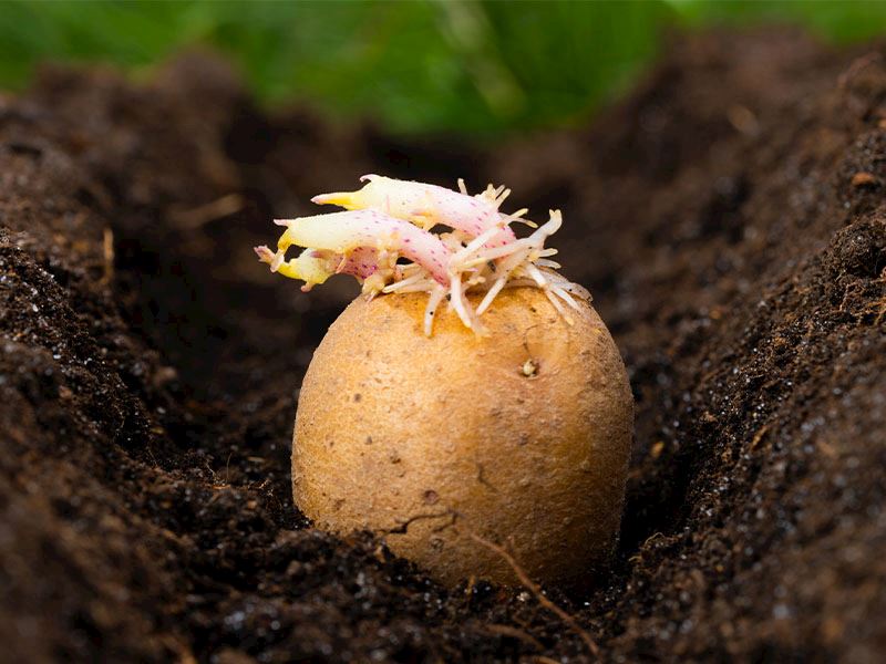 Filiz Gördünüz Diye Hemen Atmayın! Çimlenen Patates Hakkında Şok Eden Gerçek