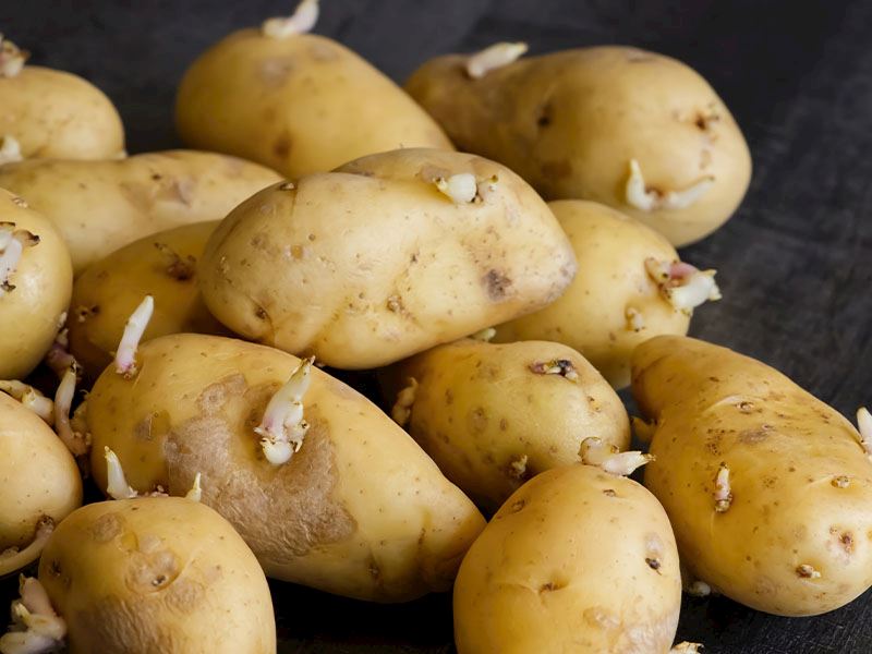 Filizlenen Patates Yenir Mi?
