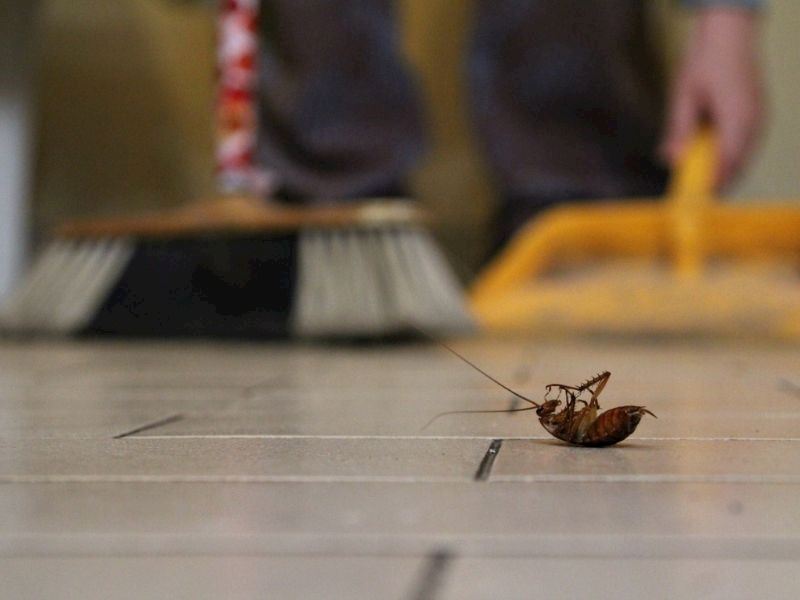 Hamam Böceği Nasıl Yok Edilir: Evde Uygulayabileceğiniz 5 Çözüm