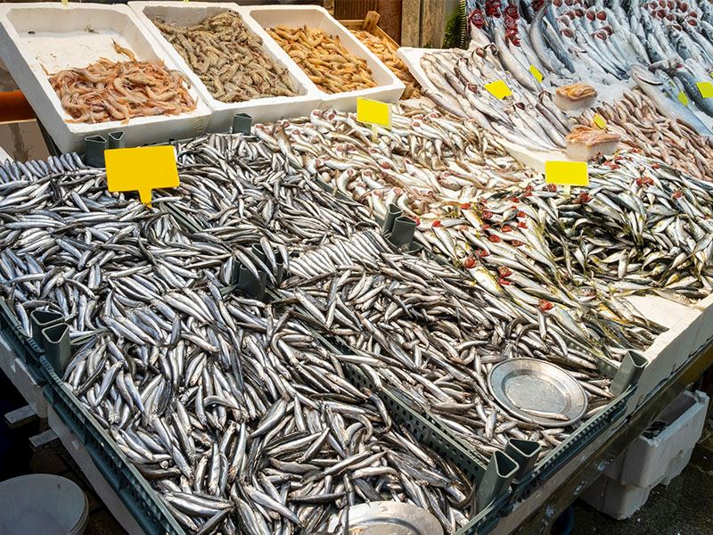 Hamsi ile Sardalya Arasındaki Fark Nedir?