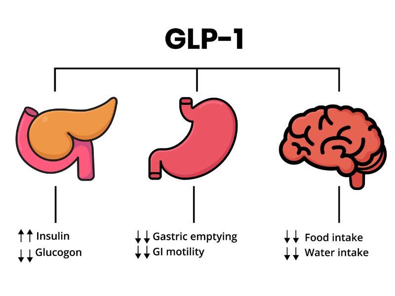 Hangi Besinler GLP 1 Düzeyini Artırır?