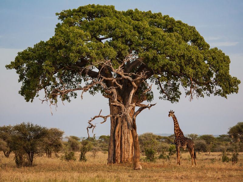 Hayat Ağacı Olarak Bilinen Baobab Meyvesinin Faydaları Nelerdir?