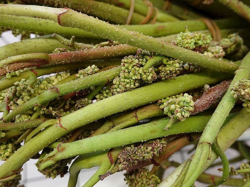 Işkın Otundan Neler Yapılır? 