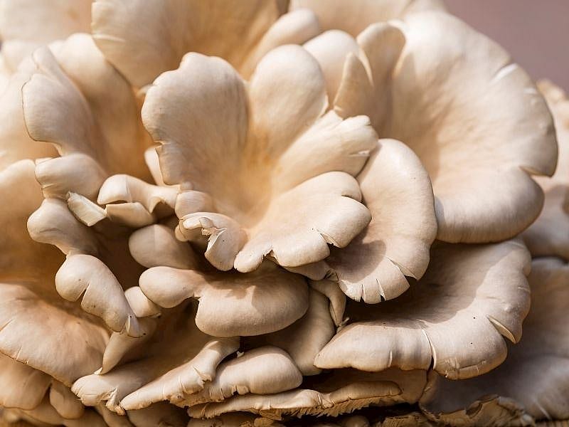 İstiridye Mantarı Pişirmeden Önce Yıkanır Mı?