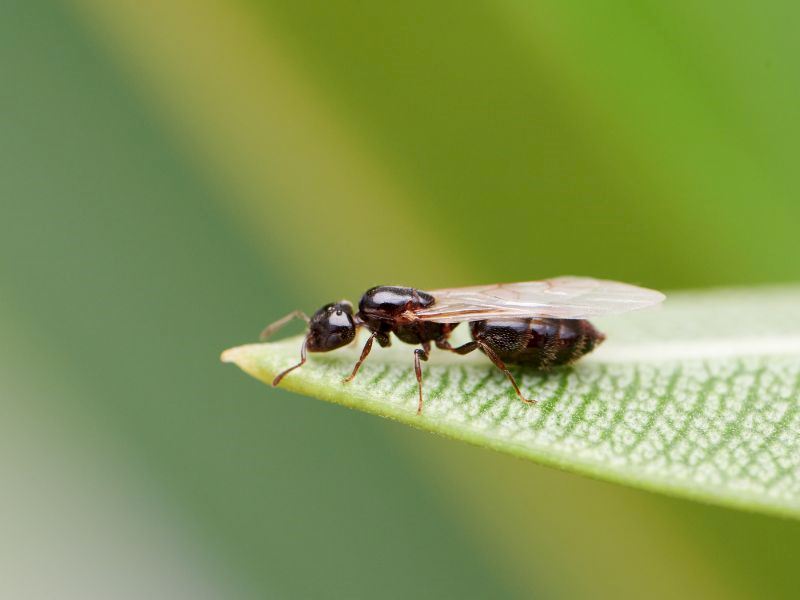 Kanatlı Karıncalardan Kurtulmak İçin Ne Yapmalıyız?