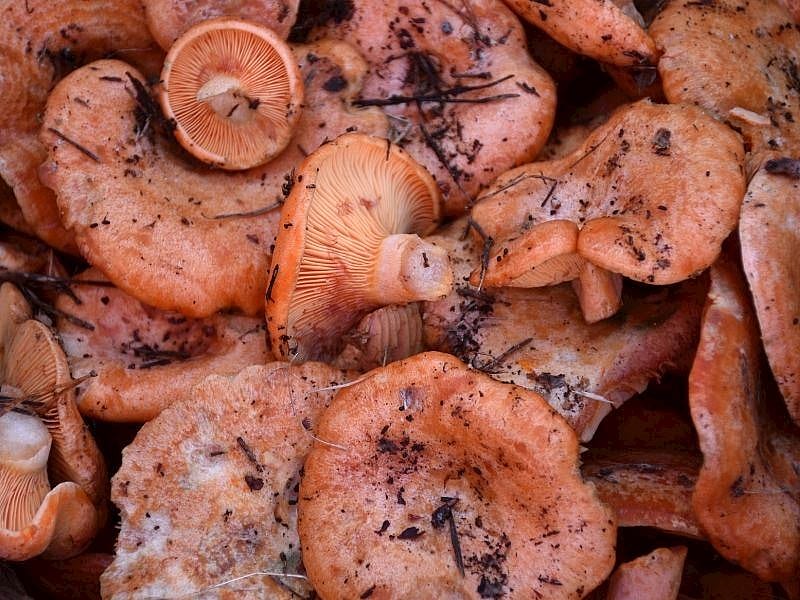 Kanlıca Mantarı Haşlanır Mı?