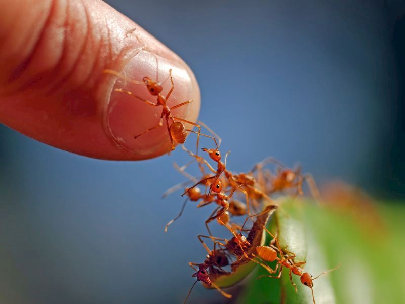 Karınca Isırığına Ne İyi Gelir: 7 Doğal Yöntem