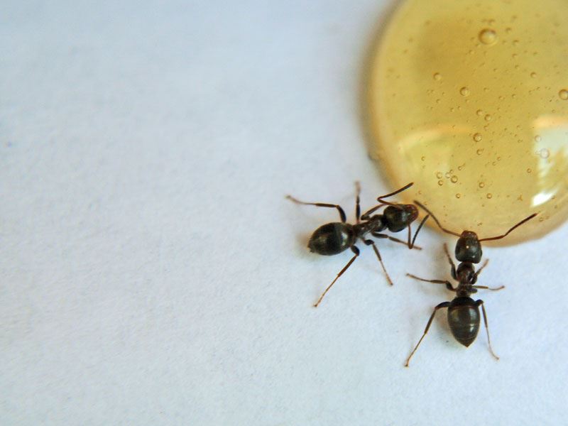 Karıncaları Baldan Nasıl Uzak Tutarsınız?