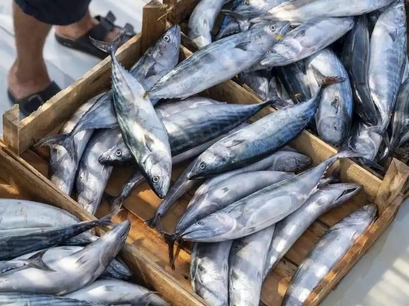 Kasım Ayında Hangi Balık Yenir?