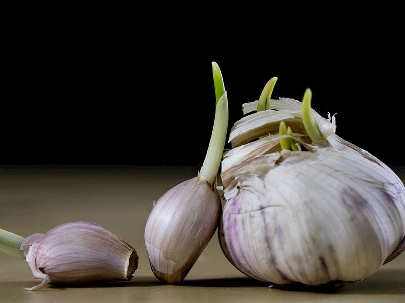 Kilis Tavasına Sarımsak Konur Mu?