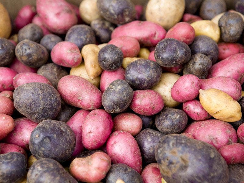 Kırmızı Patates Ve Beyaz Patates: Farkları Nelerdir?
