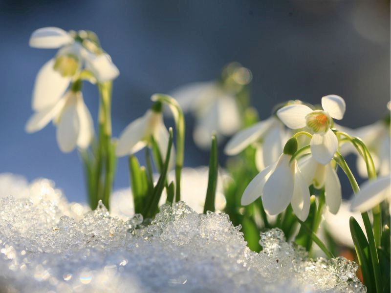 Kış Bitkisi: Kardelen Çiçeği Bakımı Nasıl Yapılır?