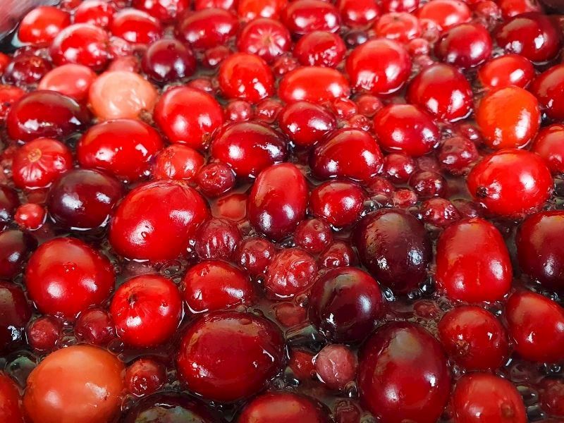 Kızılcık Hangi İlimizde Yetişir?