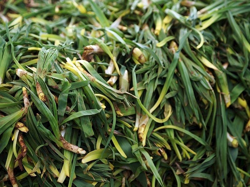 Körmen Otu Nedir, Nasıl Pişirilir?