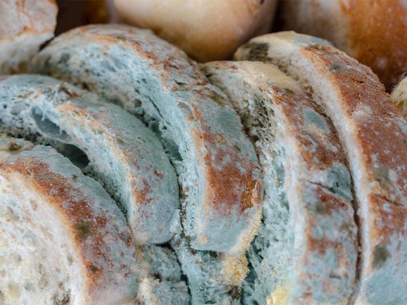 Küflenmiş Ekmek Yenir Mi? Küflenmiş Ekmek Yenirse Ne Olur? İşte Bilimin Yanıtı...