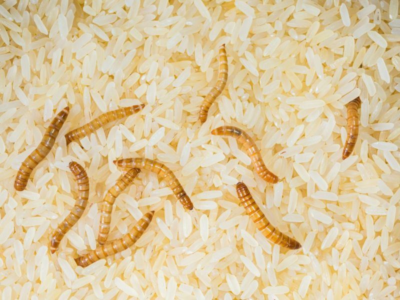 Kurtlanan Pirinç Nasıl Temizlenir?