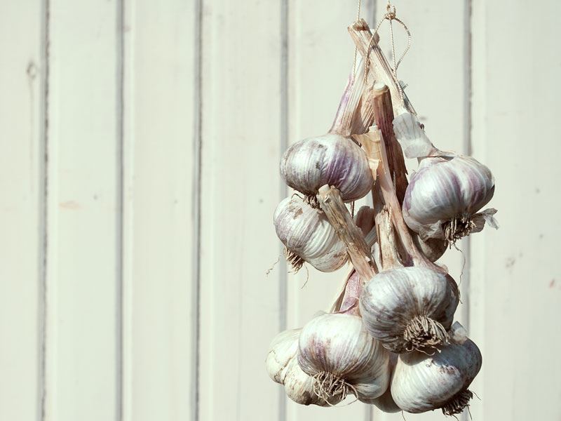 Kuru Sarımsak Nasıl Saklanır?