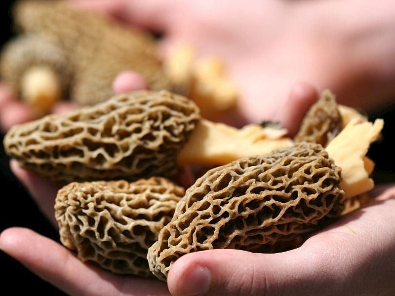 Kuzu Göbeği Mantarı Nasıl Kurutulur?