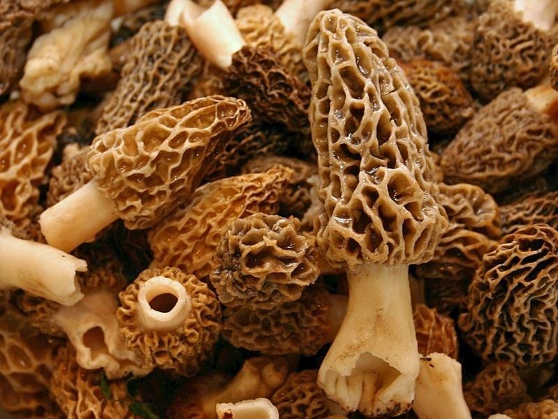 Kuzu Göbeği Mantarı Nasıl Pişirilir?