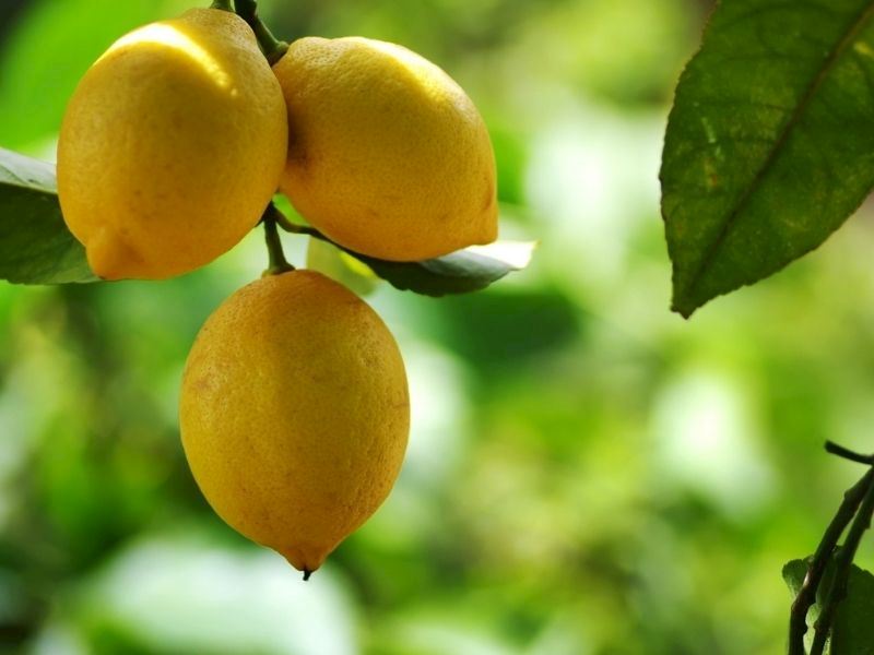Limon Hangi Mevsimde Yetişir?