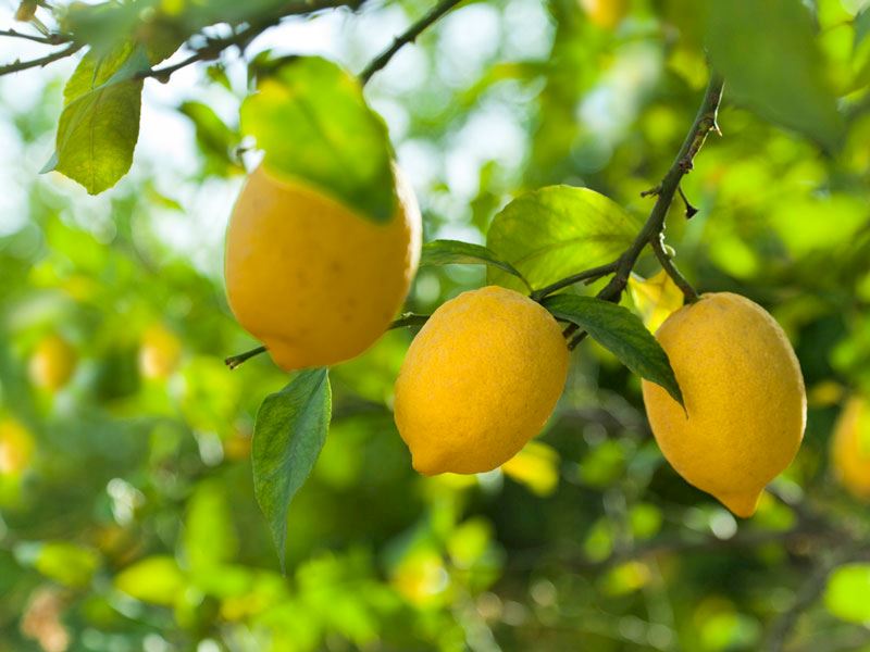 Limonun Faydaları Nelerdir, Nasıl Kullanılır?