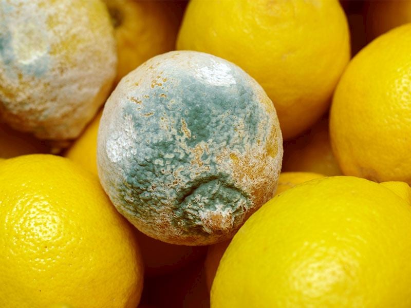 Limonun Haftalarca Küflenmesini Engelleyen 6 Pratik Yöntem